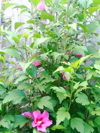 Close-up of pink flowering plant