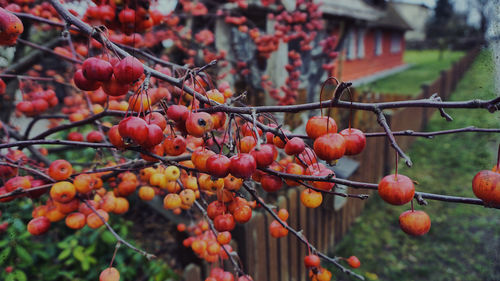 Close-up of red berries growing on tree