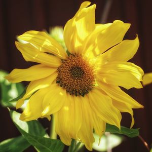 Close-up of yellow flower