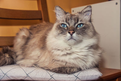 Portrait of cat relaxing at home