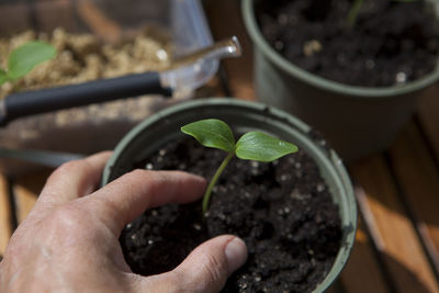 Close-up of hand holding plant