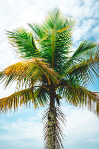 Low angle view of palm trees against sky