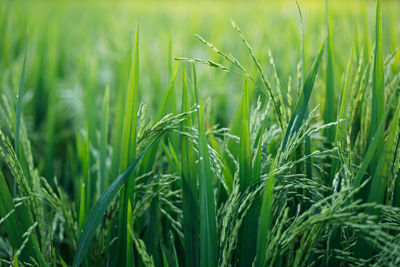 Close-up of wheat growing on field