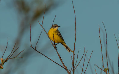 Low angle view of bird perching on branch against sky