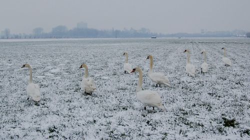 Swans on snow covered field