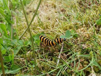 Lizard in a field