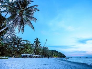 Palm trees on beach against blue sky