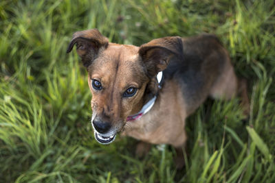 Portrait of a terrier dachshund mix outdoors