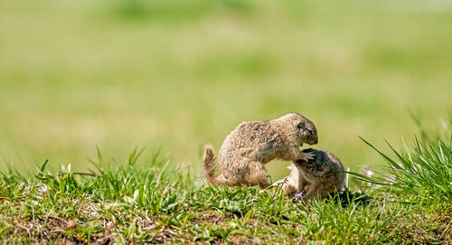 Meerkat on field