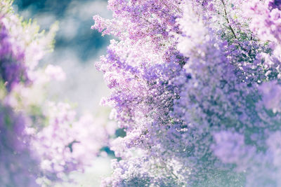 Close-up of purple flowering plant