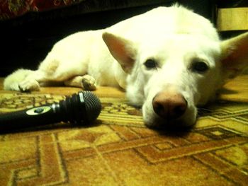 Portrait of dog at home