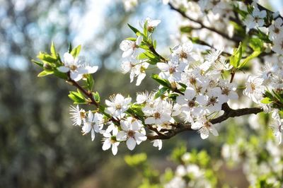 Close-up of apple blossoms in spring