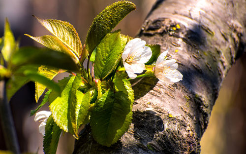 Close-up of fresh green leaves on tree trunk