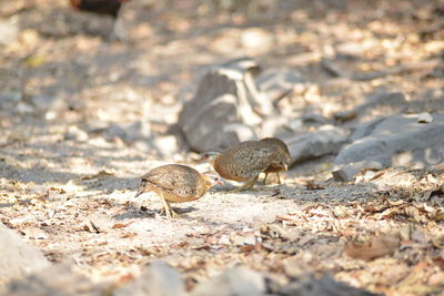 Close-up of lizard on ground