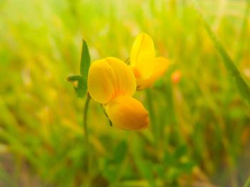 Close-up of yellow flower