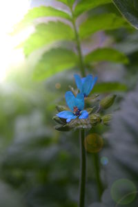 Close-up of flower blooming outdoors