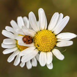 Close-up of insect on white daisy flower