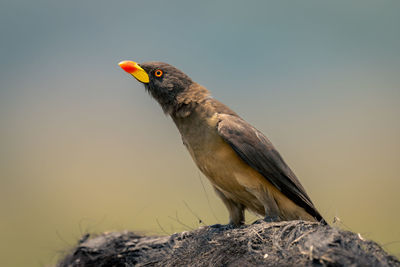 Close-up of bird perching on rock