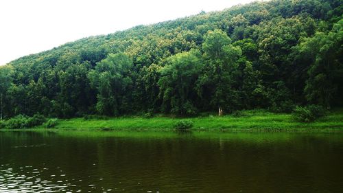 Scenic view of lake with trees in background