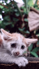 Close-up portrait of a cat