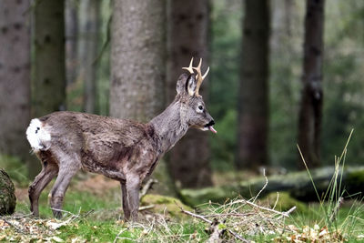 Deer in a forest