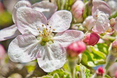 Close-up of flowering plant