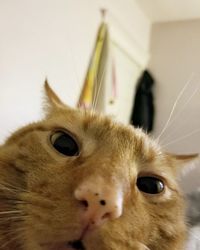 Close-up portrait of cat at home