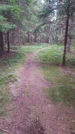 Scenic view of forest