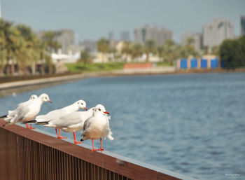 Seagulls on sea shore