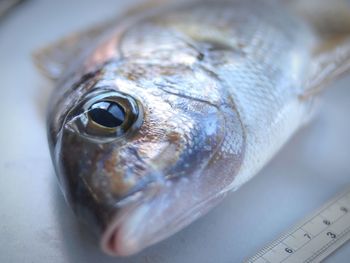 Close-up of fish