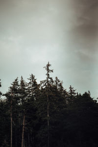 Low angle view of trees against sky