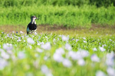 Bird perching on flower in field