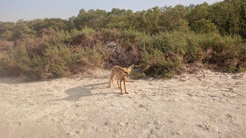 Fox standing on the edge of mangroves