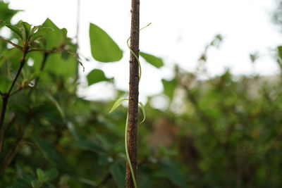 Vine growing on plant at park