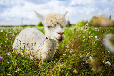 Close-up of sheep on field against sky