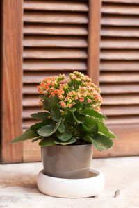 Close-up of potted plant on table