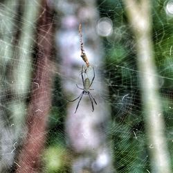 Close-up of spider web