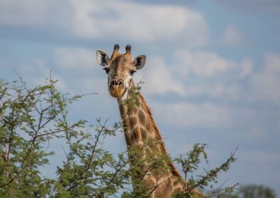 Low angle view of giraffe on tree against sky