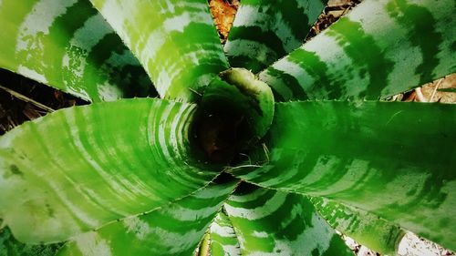 Close-up of fresh green plant