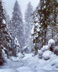 Snow covered trees in forest