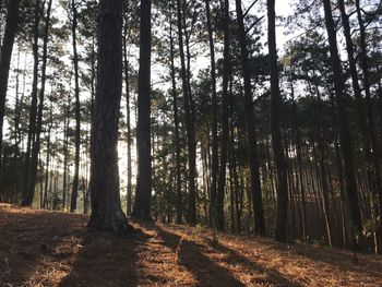 Scenic view of forest