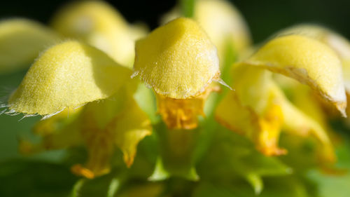 Close-up of yellow flowering plant