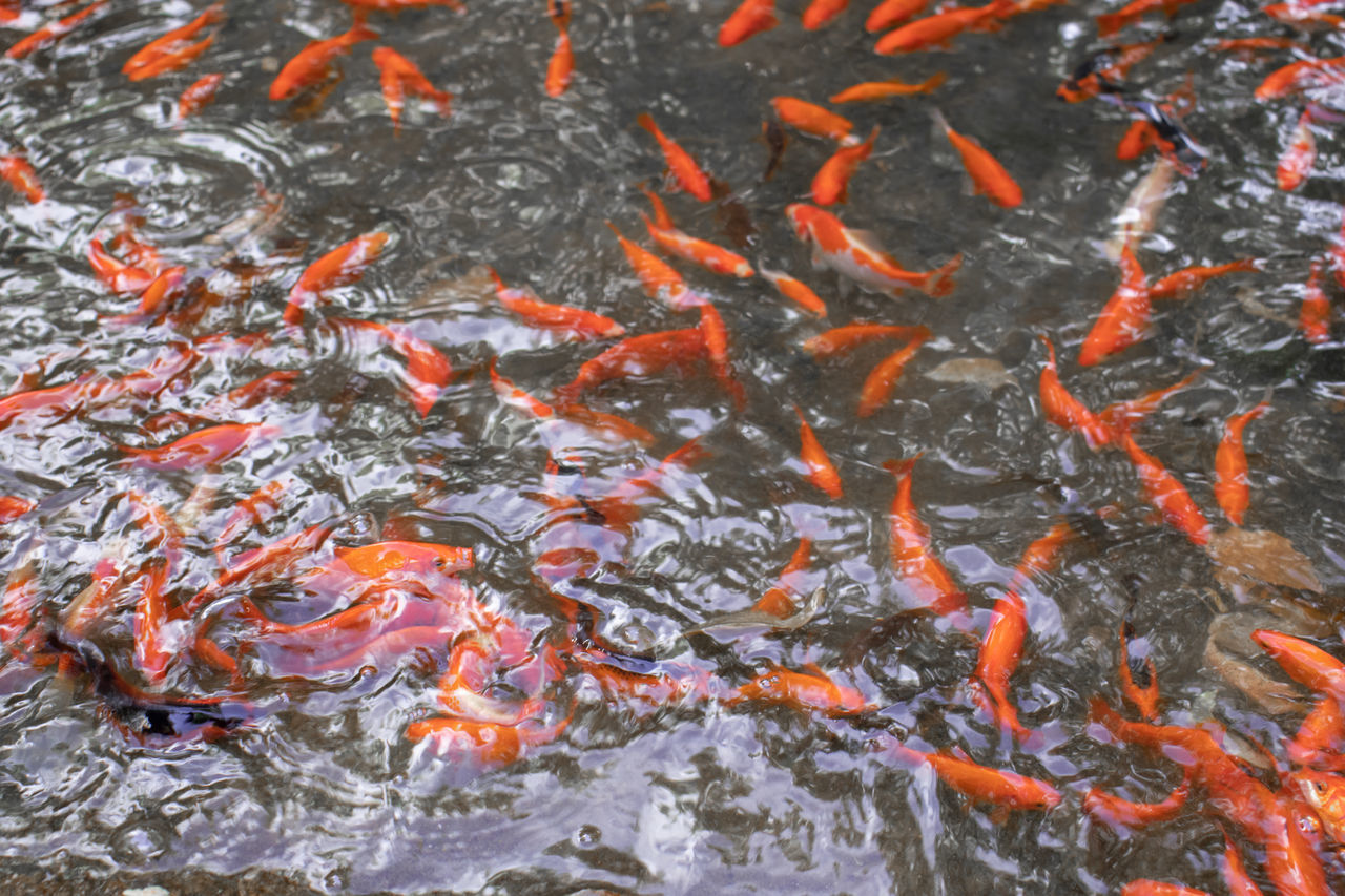 HIGH ANGLE VIEW OF FISHES SWIMMING IN LAKE