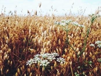 Close-up of crops on field against sky