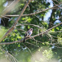 Low angle view of bird perching on branch