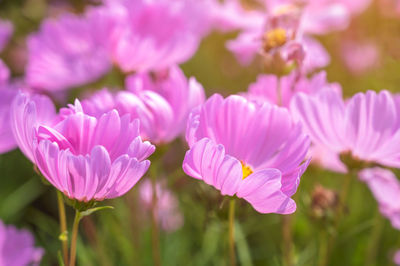 Close-up of pink flowering plants