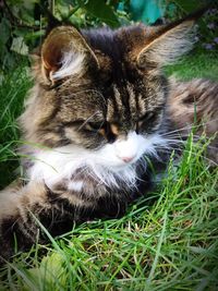Close-up of cat sitting on grass