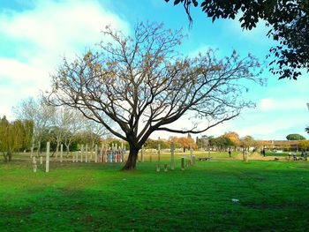 Trees on grassy field