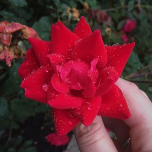 Close-up of water drops on red rose