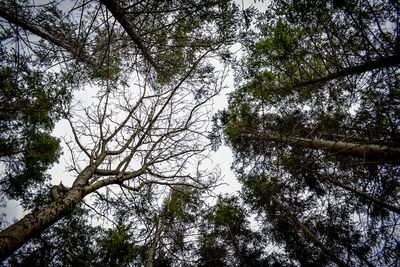 Low angle view of trees against sky